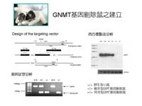 GNMT基因剔除屬之建立