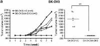 降低SIK3蛋白在惡性腫瘤SK-OV3細胞中的表現