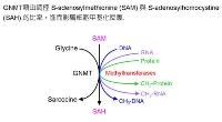 GNMT藉由調控S-adenosylmethionine (SAM)與S-adenosylhomocystine(SAH)的比率,進而影響細胞甲基化表現