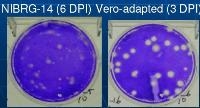 於猴腎細胞中選殖出可快速生長的NIBRG-14疫苗株(Vero-adapted).