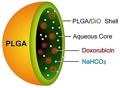 本研究提出一可快速釋放的PLGA藥物載體系統。利用雙乳化製備的方法，將碳酸氫鈉以及模擬藥物Cy5包覆於PLGA微球的水相核層內