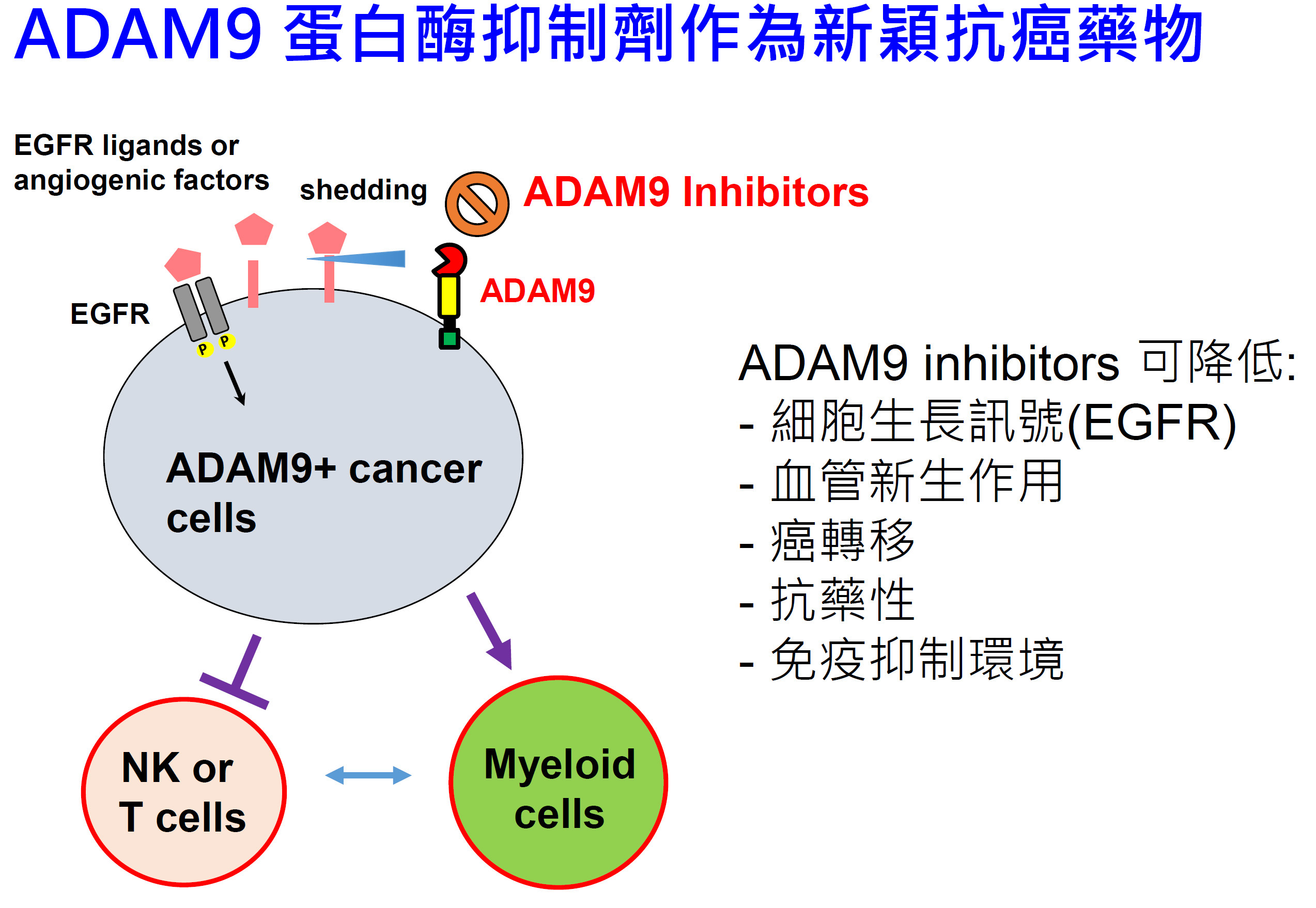 ADAM9 蛋白酶抑制劑作為新穎抗癌藥物