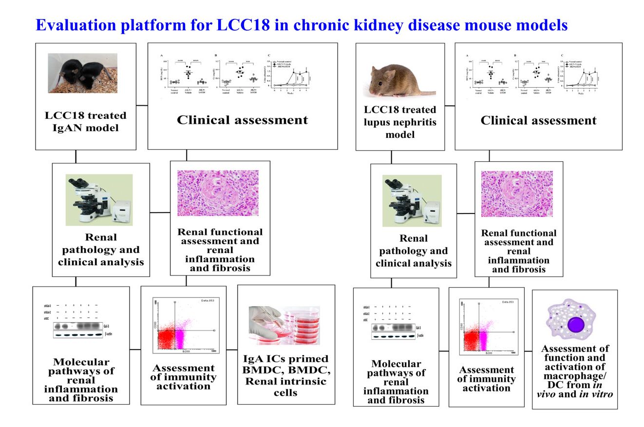快速開發強效LCC18為慢性腎臟病之候選藥物