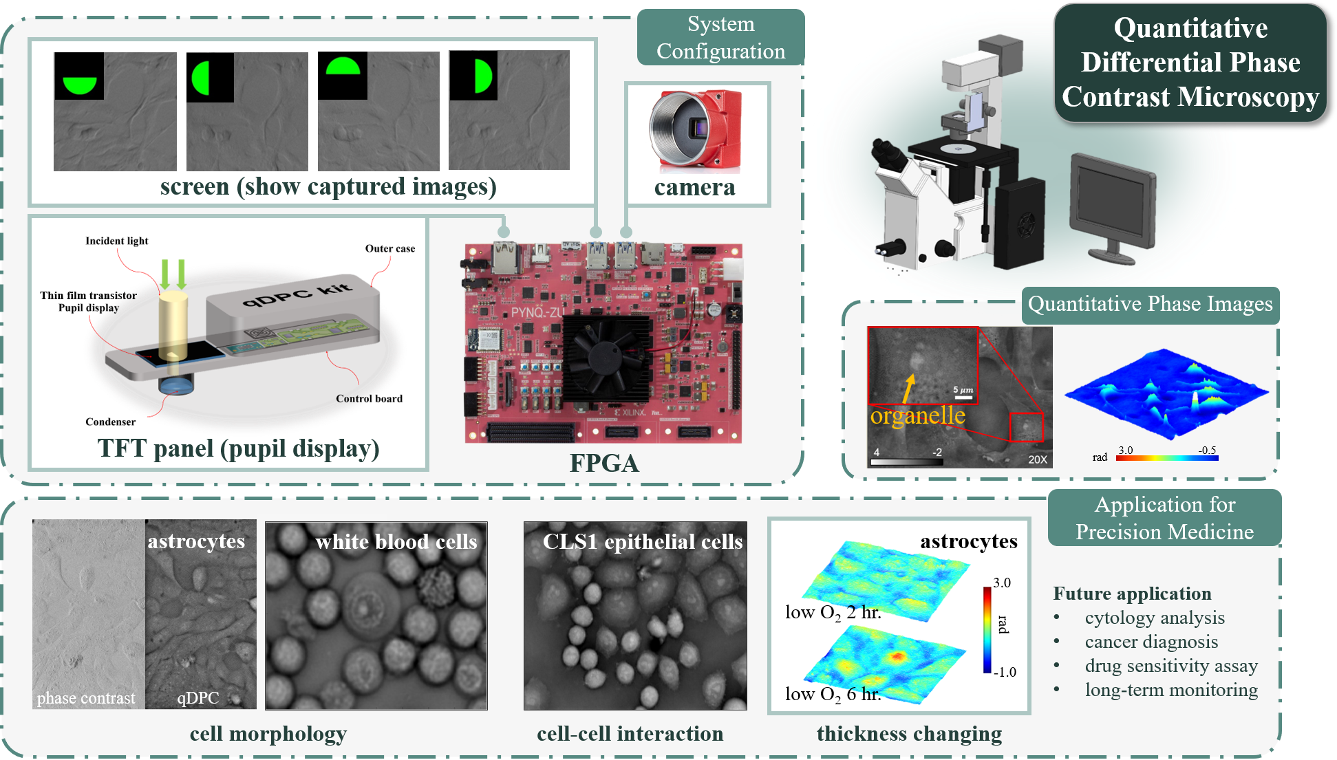 AI輔助3D活細胞免染色定量顯微系統