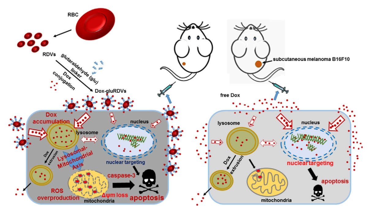 新穎性紅血球微囊奈米粒子(奈米載體)在生物醫學的應用